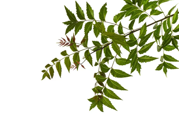 Medicinal neem leaf on white background. Azadirachta indica. — Stock Photo, Image