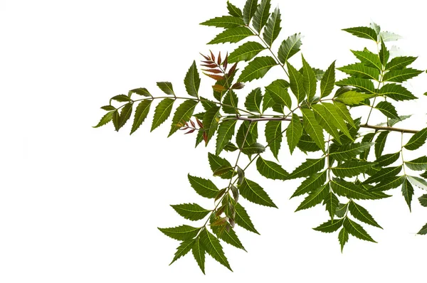 Medicinal neem leaf on white background. Azadirachta indica. — Stock Photo, Image