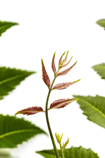 Medicinal neem leaf on white background. Azadirachta indica. — Stock Photo, Image