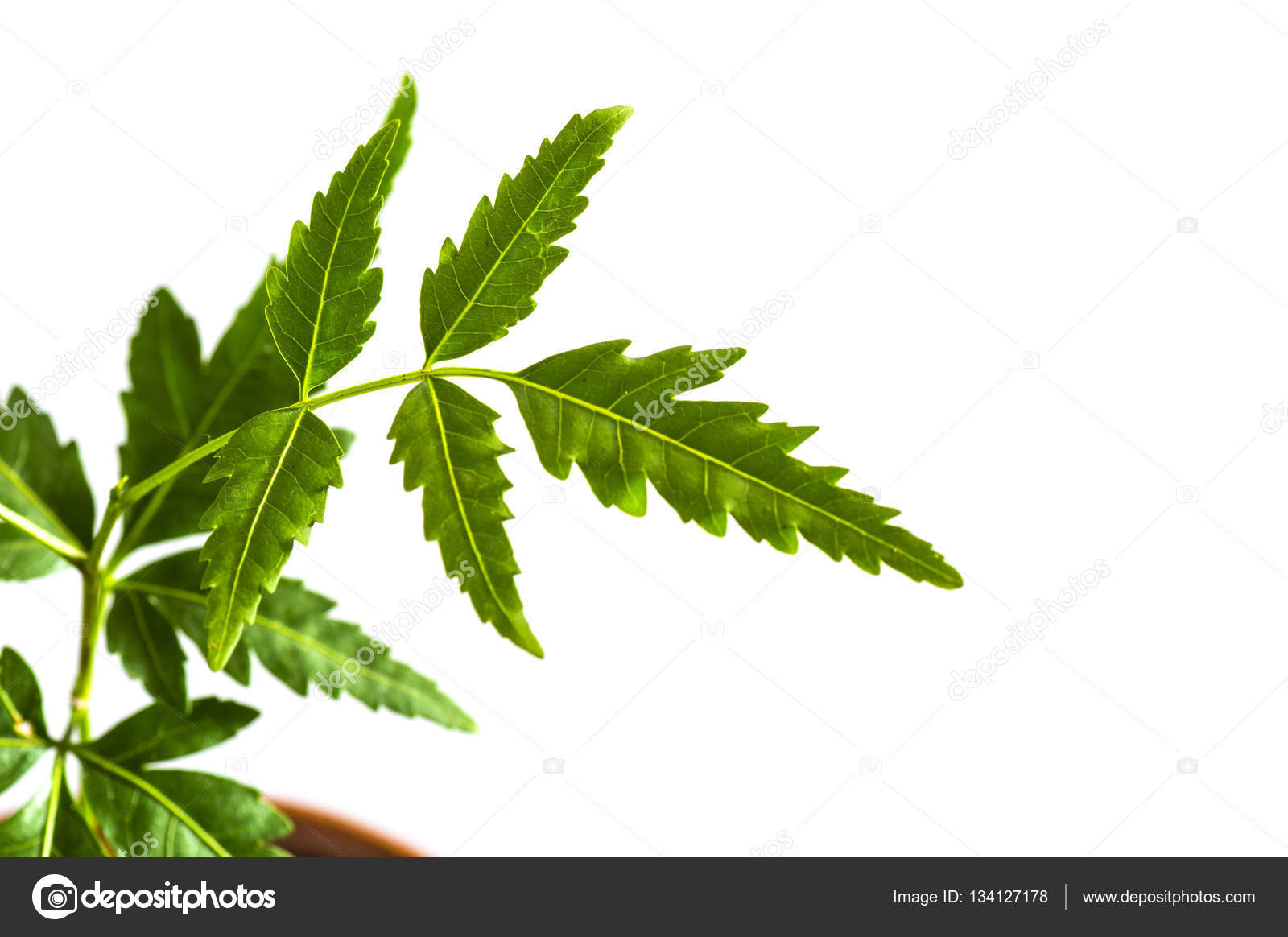 白い背景の薬草ニーム葉 インドセンダン ストック写真 C Dipakshelare 白い背景の薬草ニーム葉 インドセンダン ストック写真 C Dipakshelare