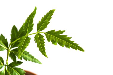 Beyaz arka plan üzerinde tıbbi neem yaprağı. Azadirachta indica.