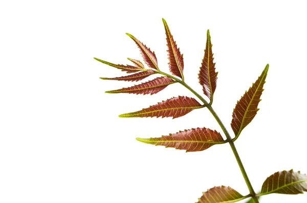 Folha de neem medicinal no fundo branco. Azadirachta indica . — Fotografia de Stock