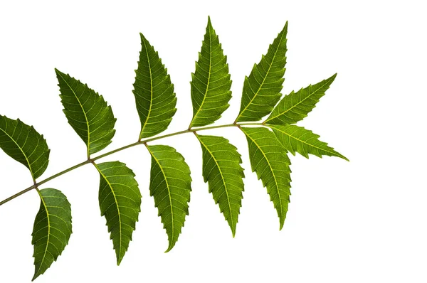 Foglia di neem medicinale su sfondo bianco. Azadirachta indica . — Foto Stock