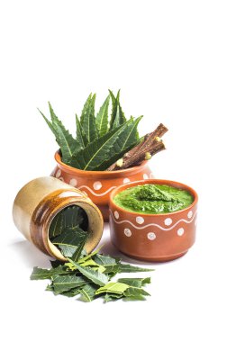 Tıbbi Neem yapıştır ile yaprakları ve beyaz arka plan üzerinde çırpı