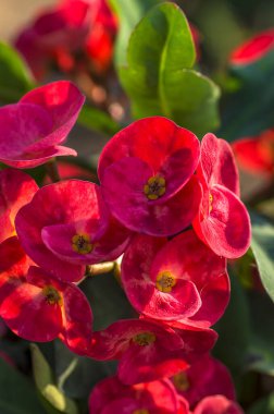 Kırmızı kaktüs çiçeği