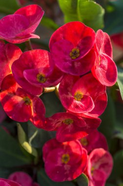 Kırmızı kaktüs çiçeği