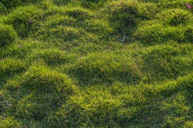 Yeşil çimenler yakın plan