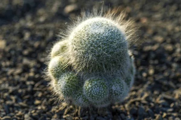 Kaktus växt i Park — Stockfoto