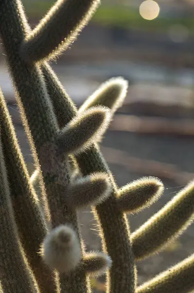 Cactus plant in park — Stock Photo, Image