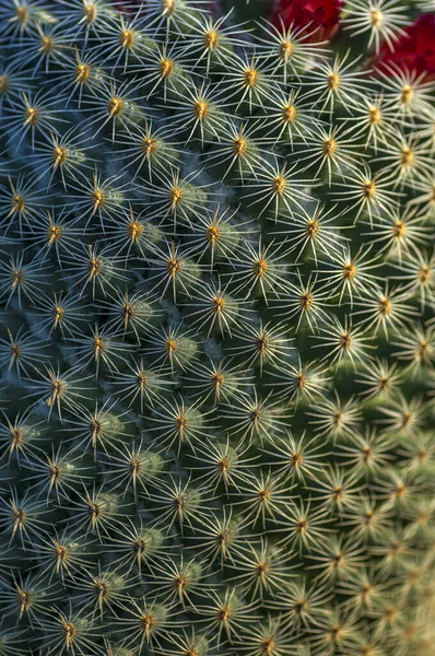 Kaktus roślin w parku — Zdjęcie stockowe