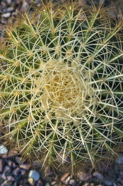 Planta do cacto no parque — Fotografia de Stock