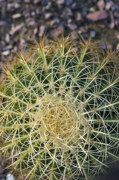 Kaktus rostlin v parku — Stock fotografie