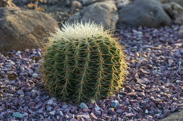 Kaktus rostlin v parku — Stock fotografie