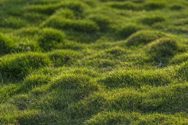 緑の草のクローズアップ — ストック写真