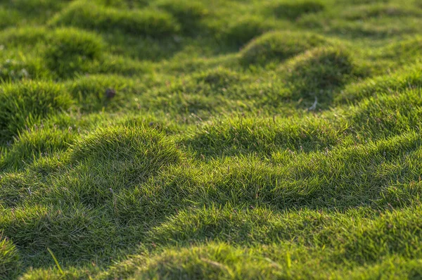 Erba verde primo piano — Foto Stock