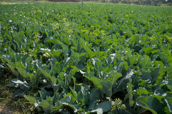 Cabbage field or farm, Green cabbages in the agriculture field — Stock Photo, Image