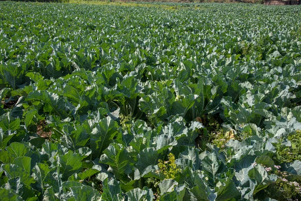 Campo de repolho ou fazenda, repolhos verdes no campo agrícola — Fotografia de Stock