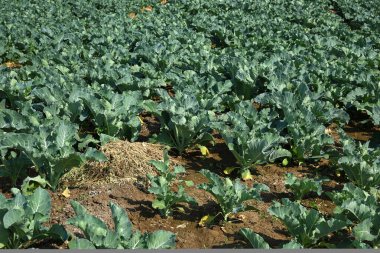 Lahana tarlası ya da çiftlik, tarım alanında yeşil lahana.