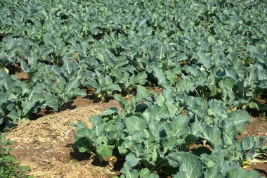 Lahana tarlası ya da çiftlik, tarım alanında yeşil lahana.