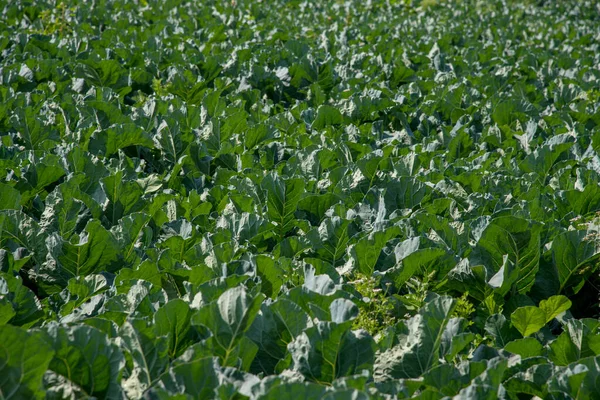 Champ de choux ou ferme, Choux verts dans le domaine agricole — Photo