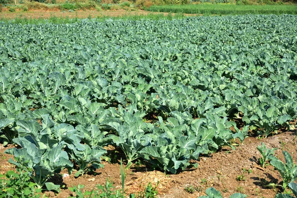 Col campo o granja, coles verdes en el campo de la agricultura —  Fotos de Stock