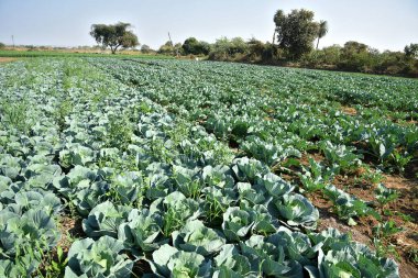 Lahana tarlası ya da çiftlik, tarım alanında yeşil lahana.
