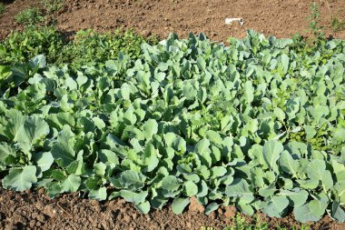Lahana tarlası ya da çiftlik, tarım alanında yeşil lahana.
