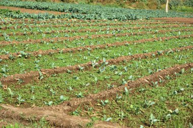 Lahana tarlası ya da çiftlik, tarım alanında yeşil lahana.