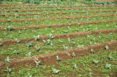 Lahana tarlası ya da çiftlik, tarım alanında yeşil lahana.