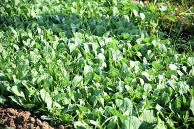 Lahana tarlası ya da çiftlik, tarım alanında yeşil lahana.