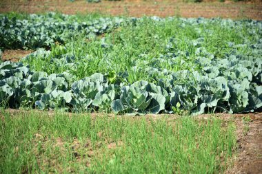 Lahana tarlası ya da çiftlik, tarım alanında yeşil lahana.