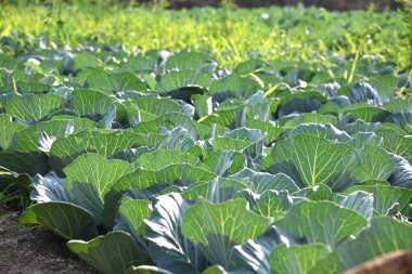 Lahana tarlası ya da çiftlik, tarım alanında yeşil lahana.