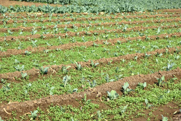 Капустное поле или ферма, Зеленая капуста в сельском хозяйстве — стоковое фото