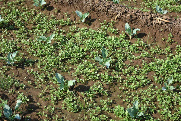 Champ de choux ou ferme, Choux verts dans le domaine agricole — Photo