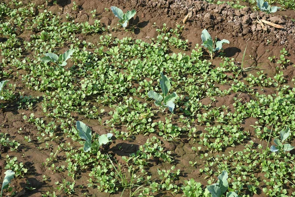 Campo de repolho ou fazenda, repolhos verdes no campo agrícola — Fotografia de Stock