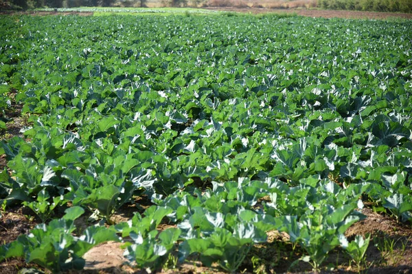 Campo di cavoli o fattoria, Cavoli verdi nel campo dell'agricoltura — Foto Stock