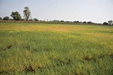 Nohut tarlası, nohut kabuğu, tarlada yeşil taze bitkiler.