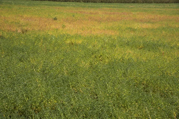 Garbanzos campo de granja, Garbanzos vaina con plantas jóvenes verdes en el campo de la granja — Foto de Stock