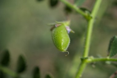 Çiftlik tarlasında yeşil bitkilerle bezelye kabuğu, yakın plan..