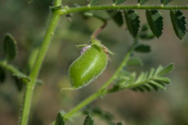 Çiftlik tarlasında yeşil bitkilerle bezelye kabuğu, yakın plan..