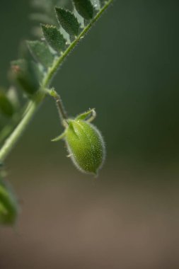 Tarlada yeşil bitkilerle bezelye kabuğuna yakın çekim,