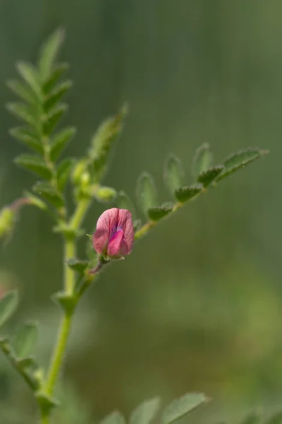 Flores de grão de bico com plantas verdes jovens no campo da fazenda — Fotografia de Stock