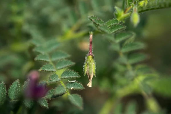 Kichererbsenblüten mit grünen Jungpflanzen auf dem Feld — Stockfoto