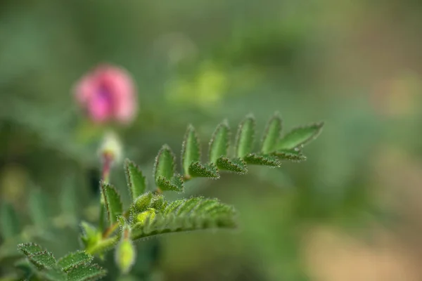 Kikkererwten bloemen met groene jonge planten in het boerenveld — Stockfoto
