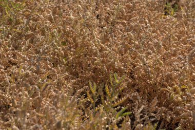 Çiftlik tarlasında yeşil bitkilerle bezelye kabuğu, yakın plan..