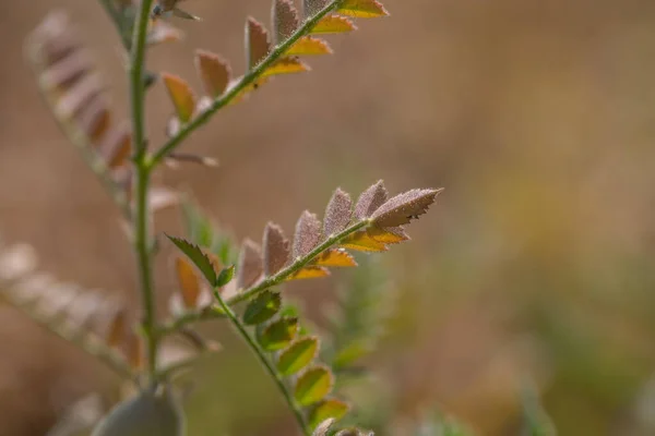 Kikkererwtenpeul met groene jonge planten op het boerenveld, Close-up. — Stockfoto