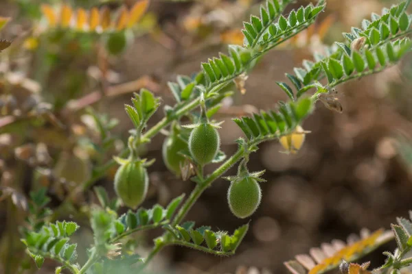 Kikkererwtenpeul met groene jonge planten op het boerenveld, Close-up. — Stockfoto