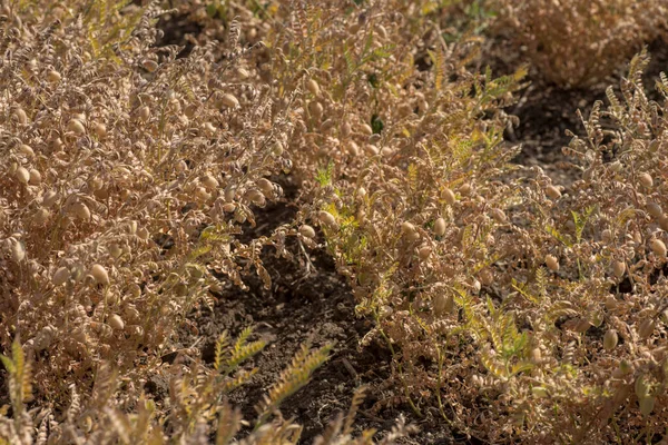 Vaina de garbanzos con plantas jóvenes verdes en el campo de la granja, Primer plano . — Foto de Stock