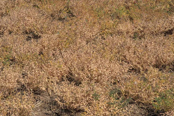 Pole uprawne ciecierzycy, ciecierzyca z zielonymi młodymi roślinami na polu gospodarstwa — Zdjęcie stockowe