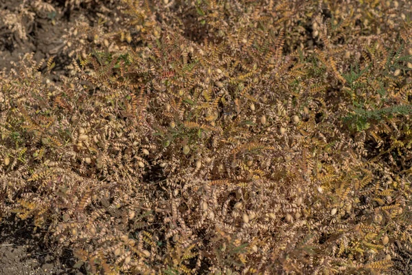 Pole uprawne ciecierzycy, ciecierzyca z zielonymi młodymi roślinami na polu gospodarstwa — Zdjęcie stockowe